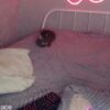 ♂️ cris_peace Free Cam @ Chaturbate - immagine 2