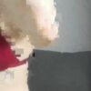 ♀️ jessicagoold Free Cam @ Chaturbate - immagine 2
