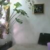♀️ vanessa__foxx Free Cam @ Chaturbate - immagine 2