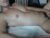 ♂️ alanxxx836836 Free Cam @ Chaturbate