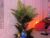 ♀️ alika_shy Free Cam @ Chaturbate