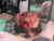 ♀️♂️ almakay01 Free Cam @ Chaturbate