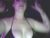 ♀️ amieexoxo Free Cam @ Chaturbate