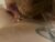 ♀️♂️ analpetit Free Cam @ Chaturbate