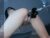 ♀️ aya_me Free Cam @ Chaturbate