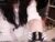 ♀️ b0pppo Free Cam @ Chaturbate