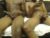 ♂️ brackmambas Free Cam @ Chaturbate