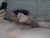 ♂️ brian302081 Free Cam @ Chaturbate