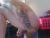 ♂️ cgranda42319 Free Cam @ Chaturbate