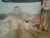 ♀️♂️ cherry_and_hubby Free Cam @ Chaturbate