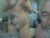 ♀️♂️ cutecouple4200 Free Cam @ Chaturbate