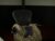 ⚧️ danger_bones Free Cam @ Chaturbate