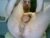 ♂️ diabloquema_ Free Cam @ Chaturbate