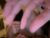 ♀️♂️ easterhunny Free Cam @ Chaturbate