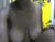 ♀️ ebony_nellie Free Cam @ Chaturbate