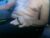 ♂️ eddiedanger5 Free Cam @ Chaturbate
