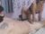 ♀️♂️ eva_x_max Free Cam @ Chaturbate