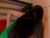 ♀️ evangelin_love Free Cam @ Chaturbate