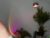 ♀️ evasaff Free Cam @ Chaturbate