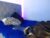 ♂️ explicitfeeling_ Free Cam @ Chaturbate