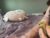 ♀️ fairyflinstonefeet Free Cam @ Chaturbate