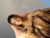 ⚧️ fuckingslut_lexie Free Cam @ Chaturbate