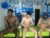 ♂️ gnecos Free Cam @ Chaturbate