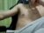 ♂️ golden_boyyy21 Free Cam @ Chaturbate