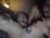 ♀️♂️ goodleek Free Cam @ Chaturbate