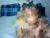 ♀️ hornny4amani Free Cam @ Chaturbate
