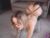 ♀️ iam_eli Free Cam @ Chaturbate