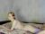 ♀️♂️ imsunnyella Free Cam @ Chaturbate