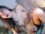 ⚧️ its_me_carryl Free Cam @ Chaturbate