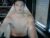 ♂️ joaomuacho Free Cam @ Chaturbate
