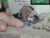 ♀️♂️ lucyxricky Free Cam @ Chaturbate