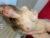⚧️ maiashots346 Free Cam @ Chaturbate