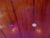 ♀️ mia_corttez Free Cam @ Chaturbate