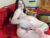 ♀️ milamania Free Cam @ Chaturbate