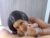 ♀️♂️ nikita_love69 Free Cam @ Chaturbate