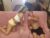 ♀️♂️ nikkilynnerotic Free Cam @ Chaturbate