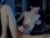 ♂️ p4ant0m Free Cam @ Chaturbate