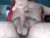 ♂️ pellux Free Cam @ Chaturbate