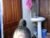 ♀️ petite_princes Free Cam @ Chaturbate