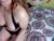 ♀️♂️ pipeshowtime Free Cam @ Chaturbate