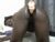 ♀️ pretty_sheanna Free Cam @ Chaturbate
