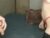 ♀️♂️ ramyfox12 Free Cam @ Chaturbate