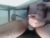 ♂️ raythedoncon Free Cam @ Chaturbate