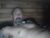 ♂️ remington543 Free Cam @ Chaturbate