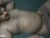 ♂️ repmah Free Cam @ Chaturbate