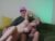 ♀️♂️ richandalfa Free Cam @ Chaturbate